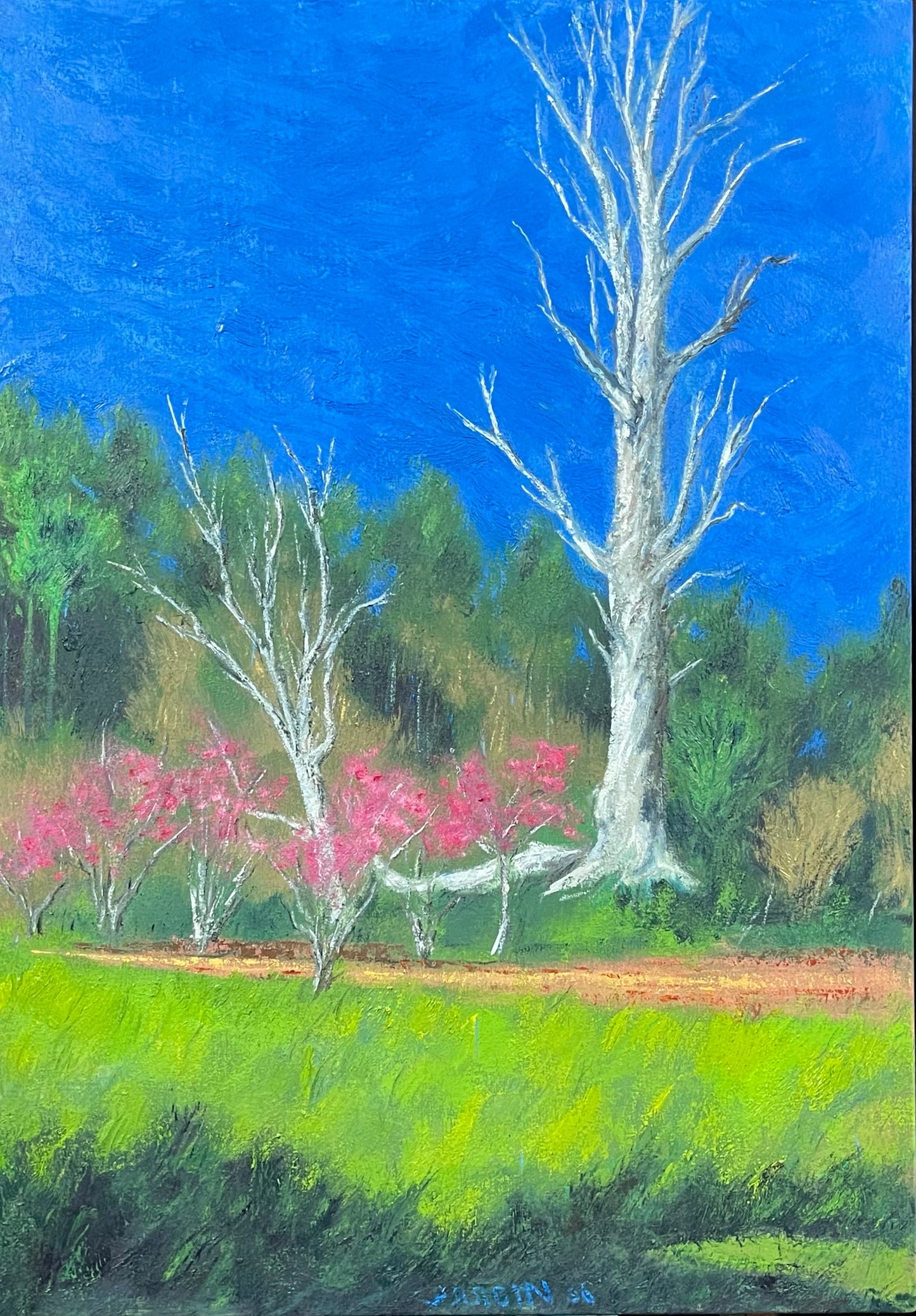 Eucalipto Morto com Cerejeiras